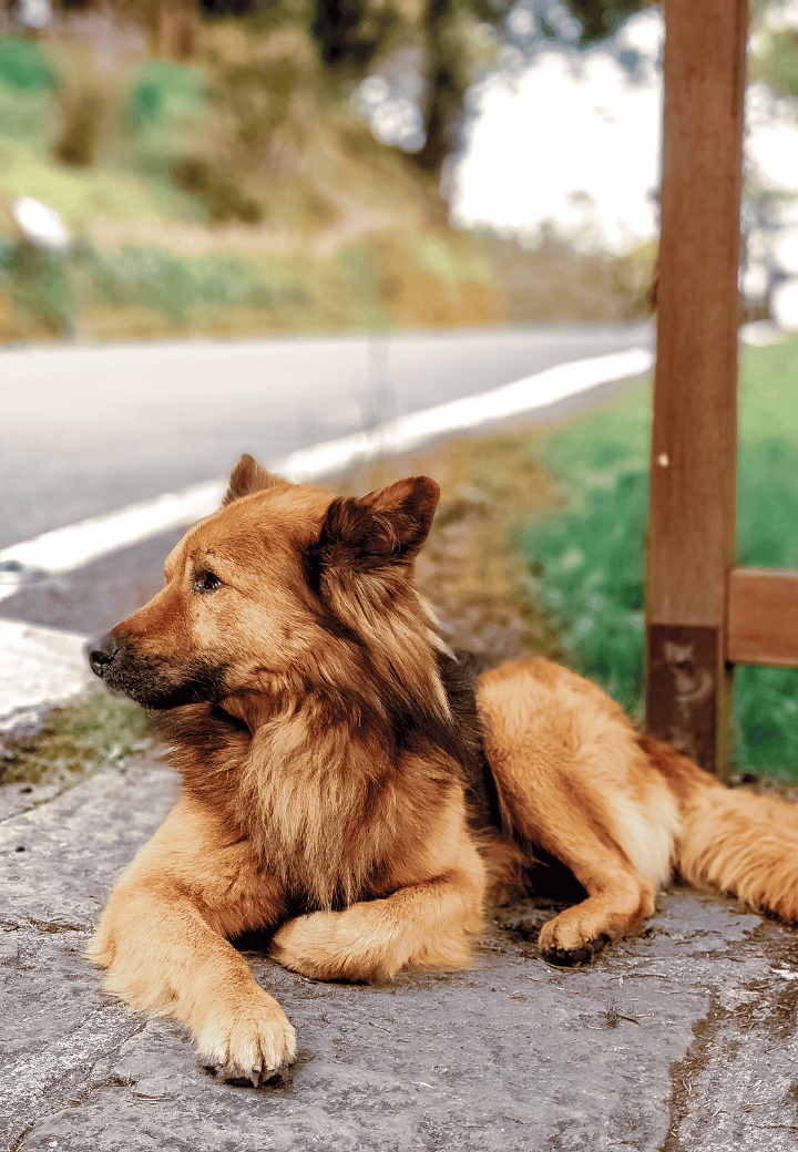 Paw Patrol: Protecting Your Pet’s Paws on Hot Pavement
